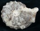 Whole Mammites Nodosoides Ammonite - #5483-1